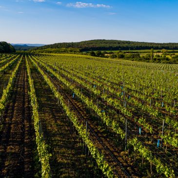 IV. VINDEPENDENT-ÖKOKONFERENCIA